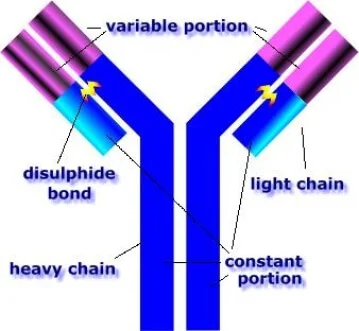 antibody image